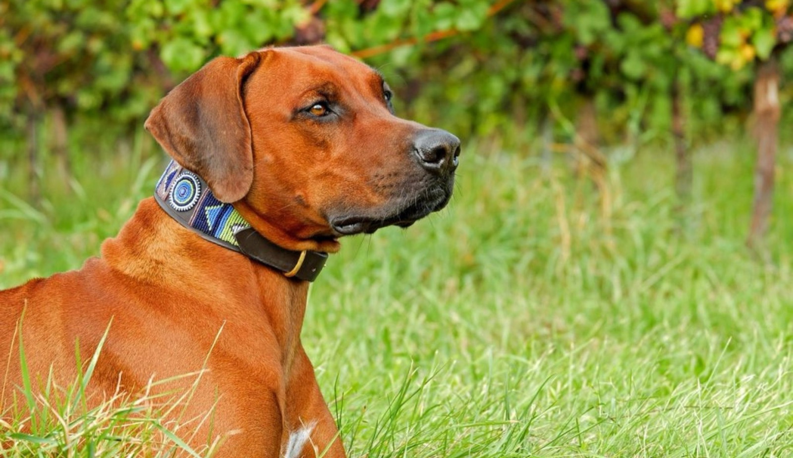 10 Things to Know Before Buying a Shock Collar