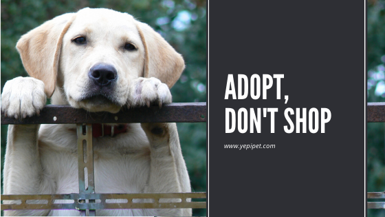 Adopt, Don’t Shop.