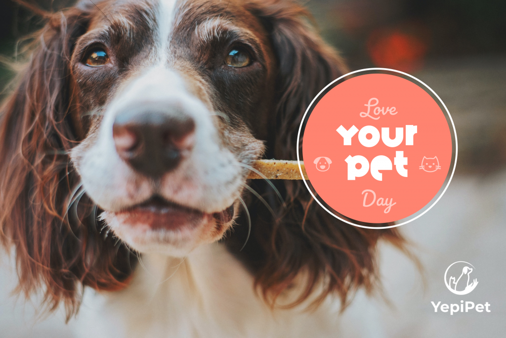 Love Your Pet Day: Make Your Own Treats For Cats and Dogs