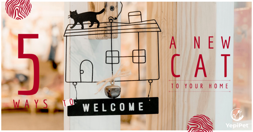 5 Tips to Make Your New Cat Feel at Ease at Home
