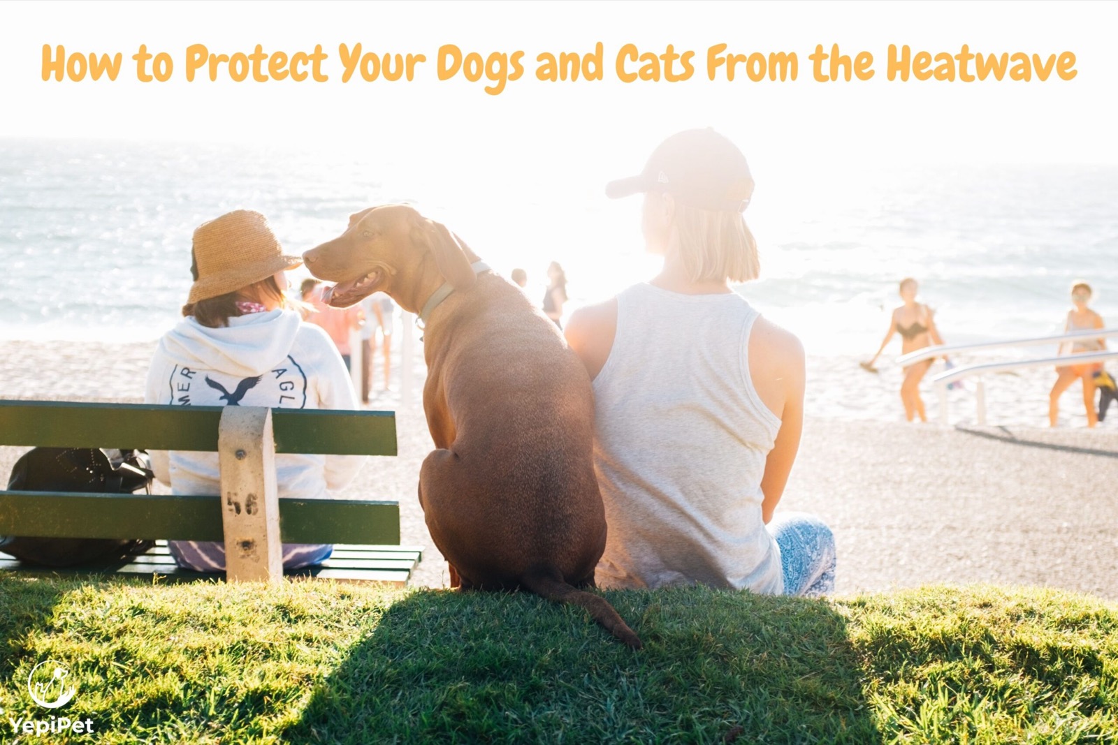 How to Protect Your Dogs and Cats From the Heatwave
