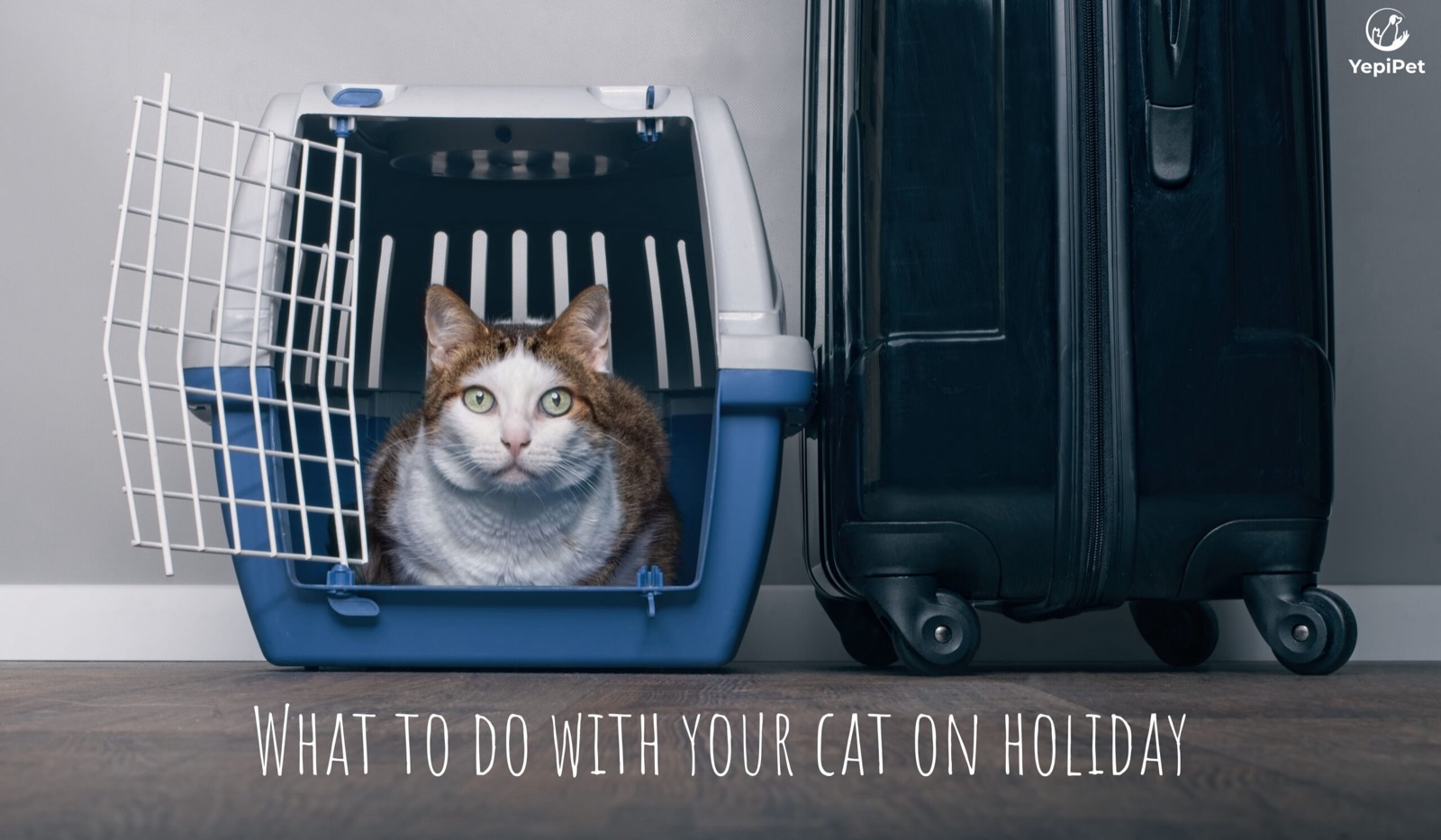 What to do with your Cat on Holiday