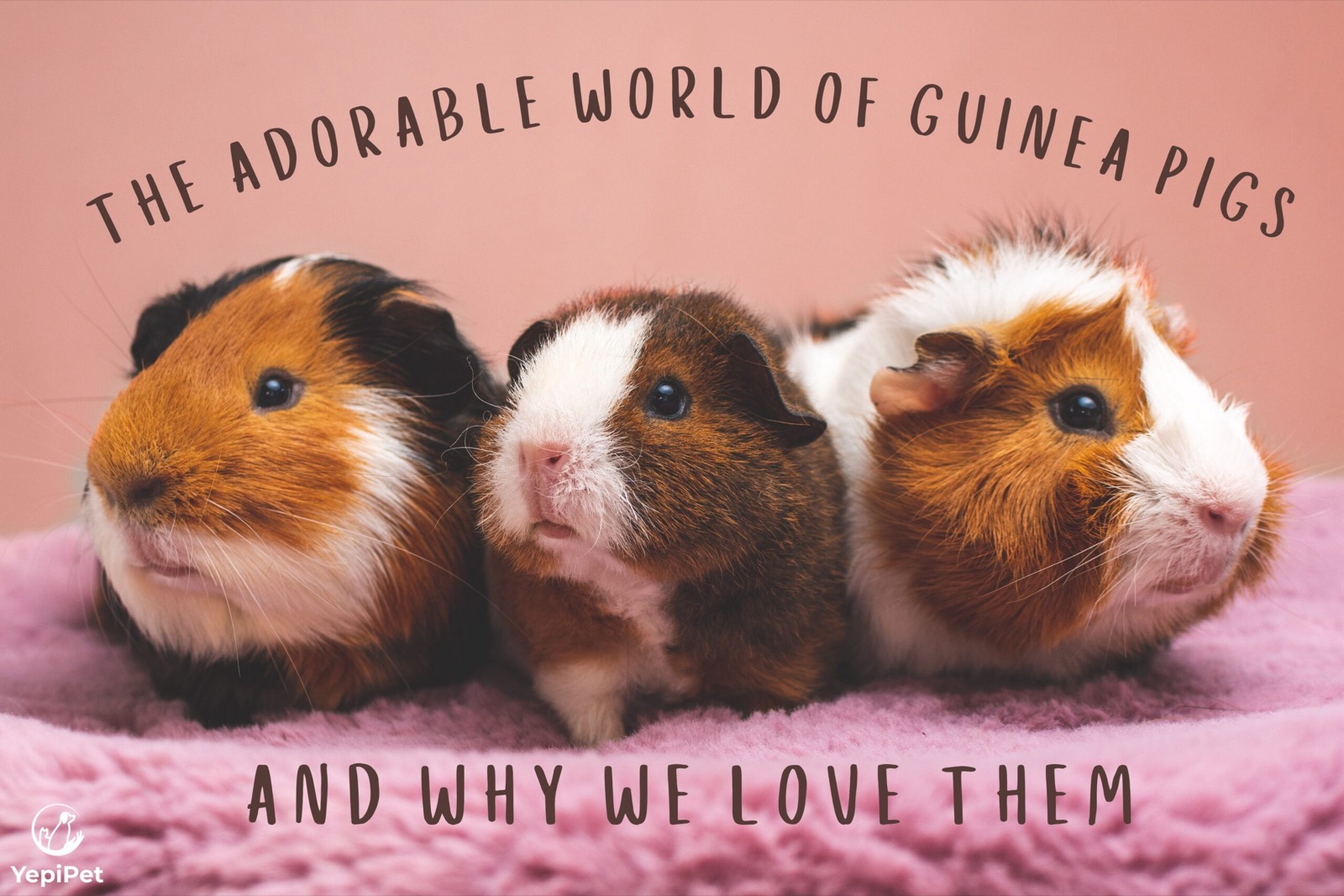 The Adorable World of Guinea Pigs and Why We Love Them