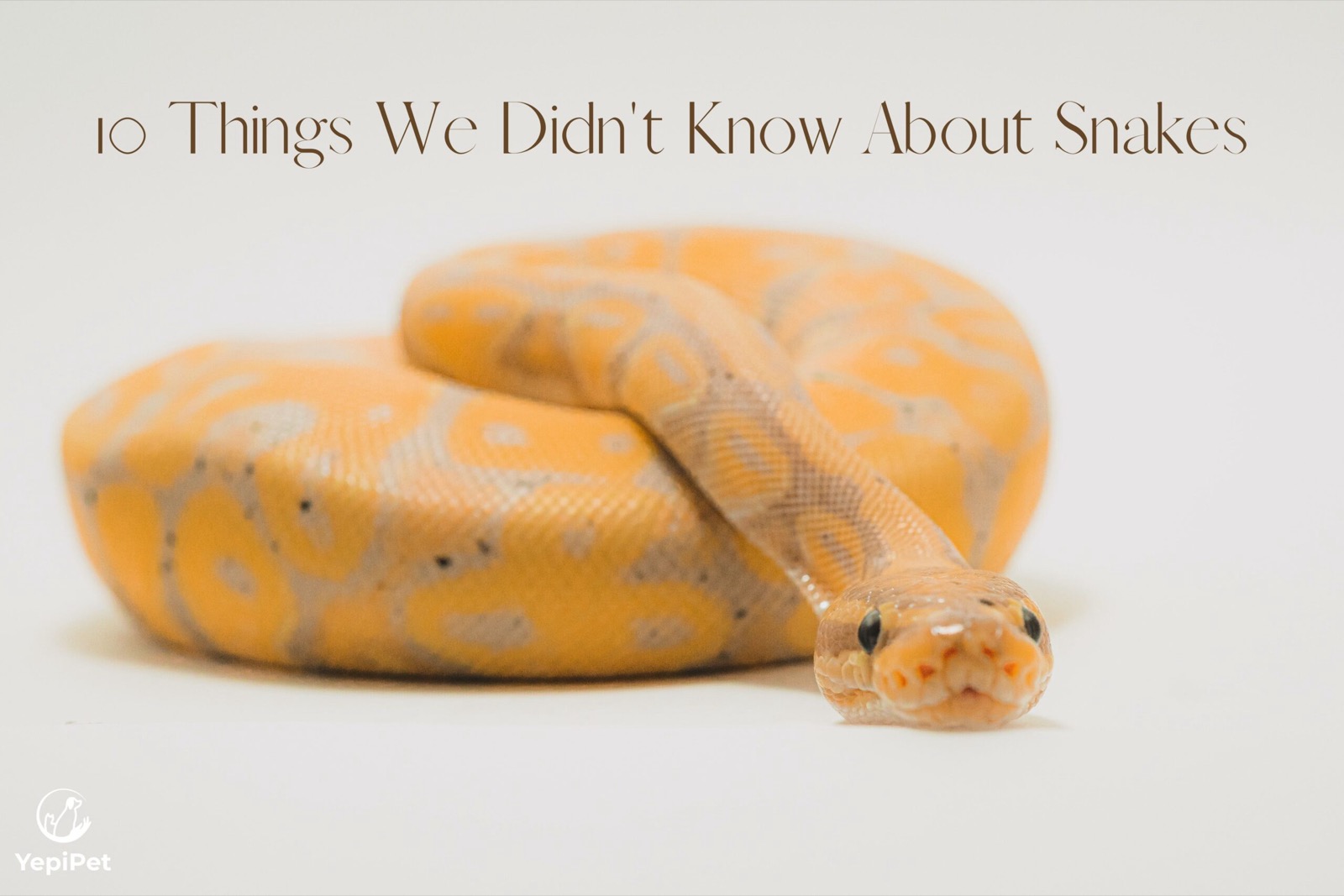 10 Things We Didn't Know About Snakes