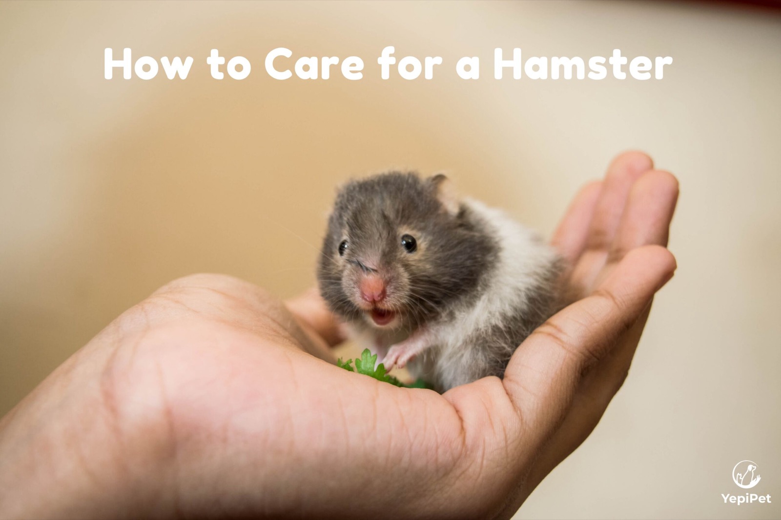 How to Care for a Hamster