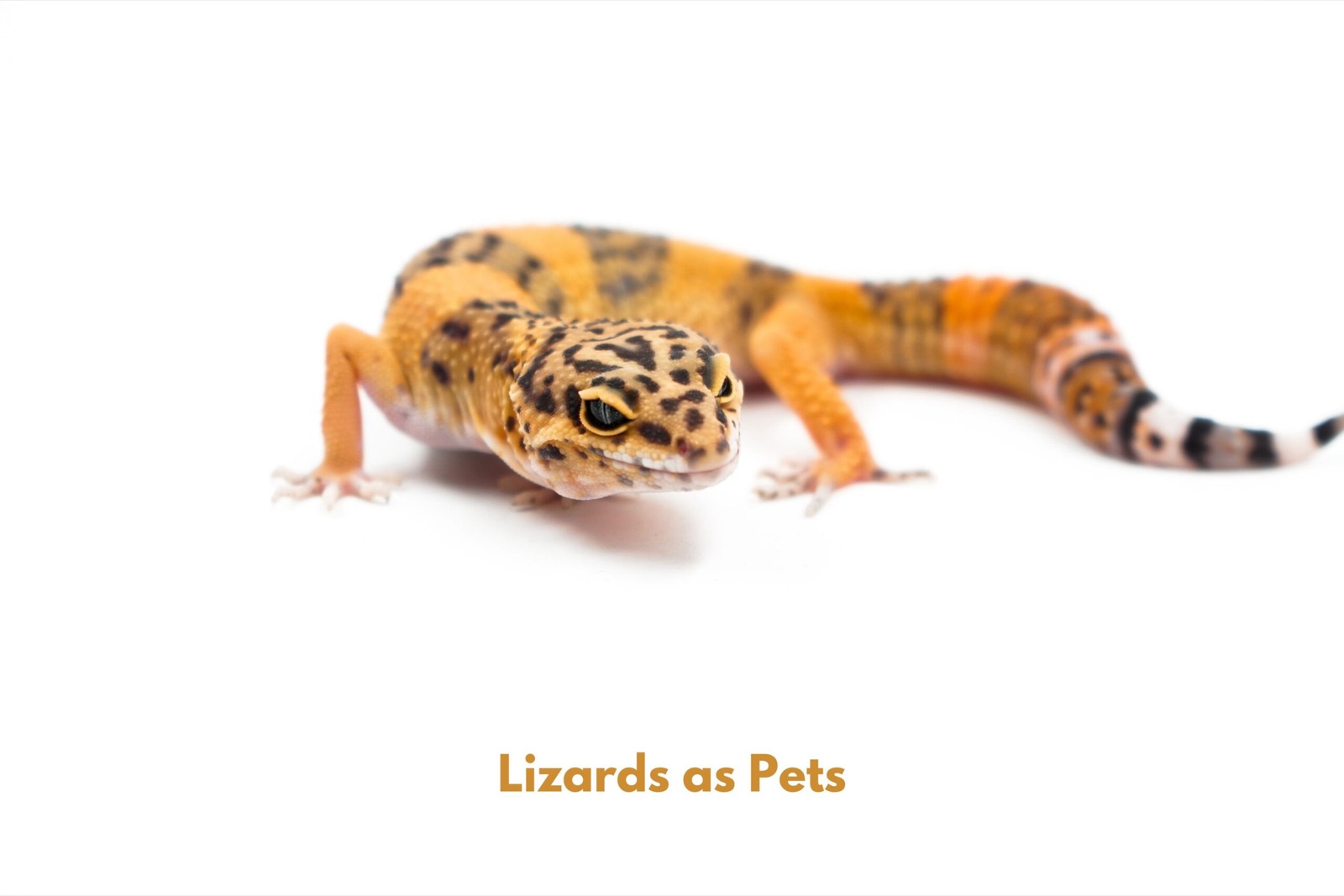 Lizards as pets? Find those that are Easy to Care For