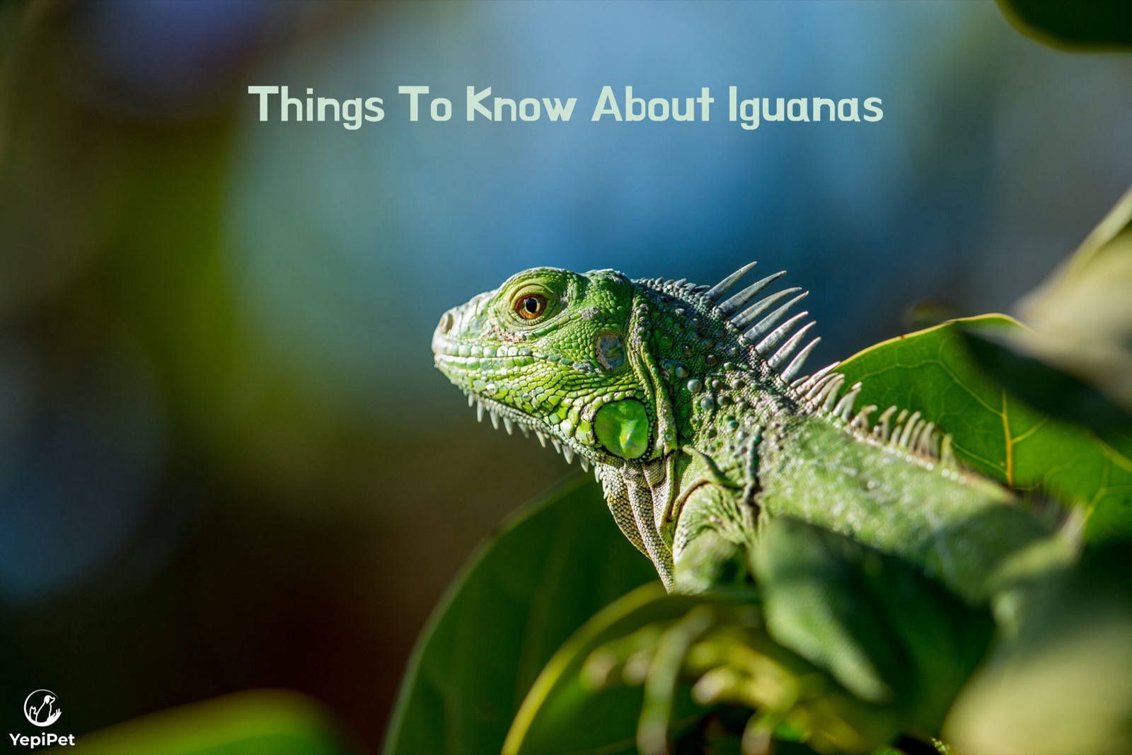 Things to Know About Iguanas