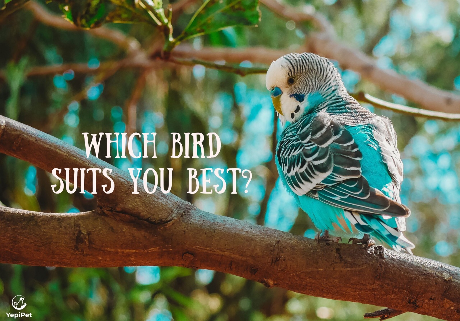 Which Bird Suits You Best?