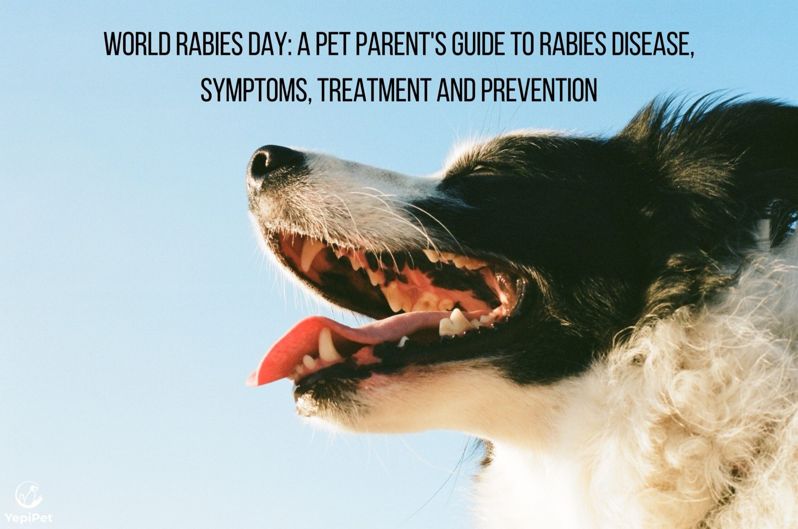 World Rabies Day: A Pet Parent's Guide to Rabies Disease, Symptoms, Treatment and Prevention