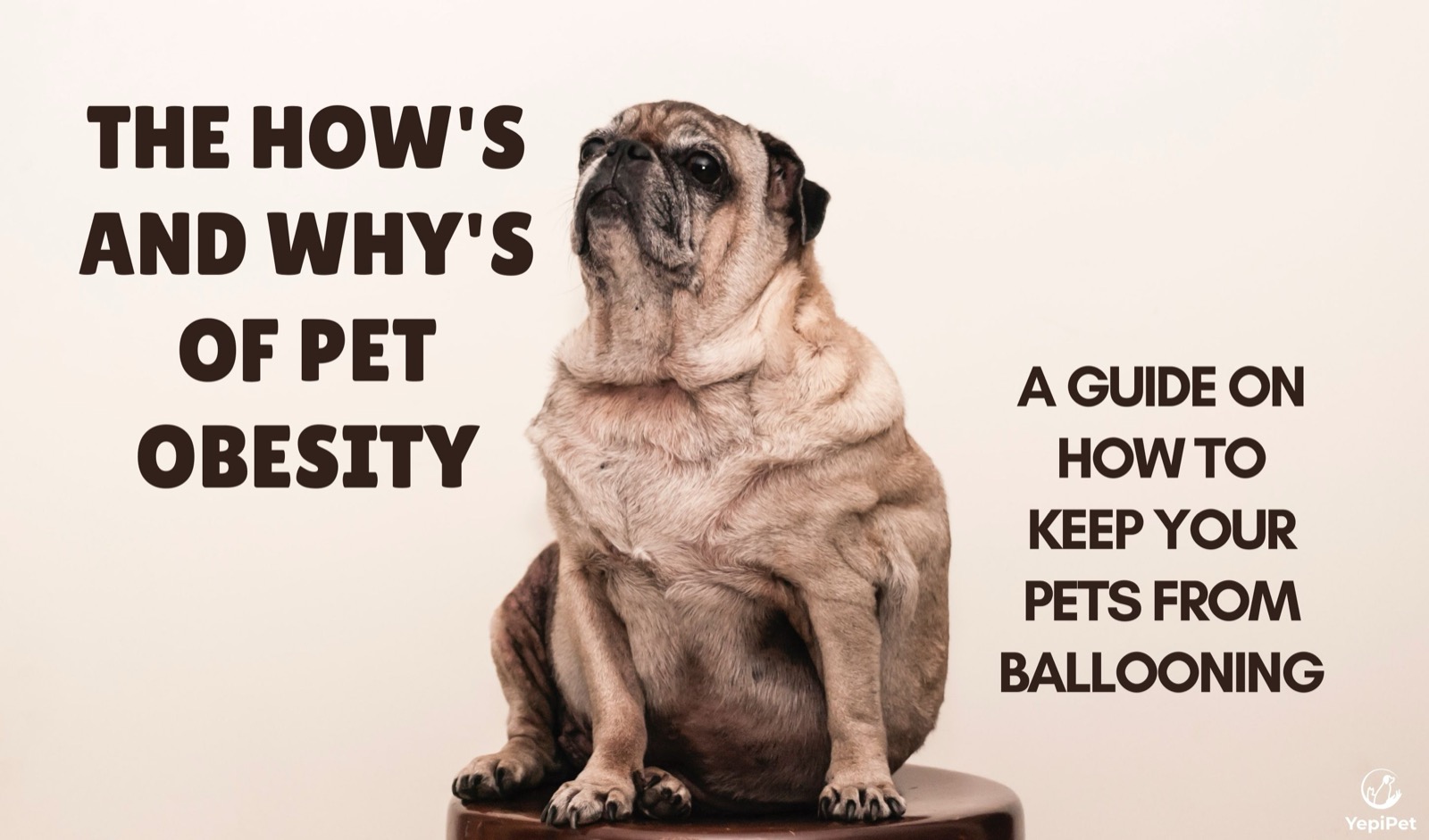 The How's and Why's of Pet Obesity: A guide on how to keep your pets from ballooning