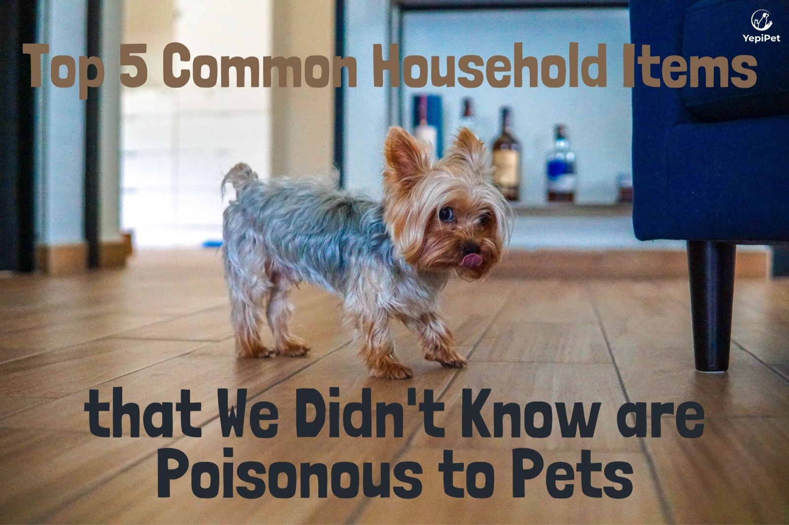Top 5 Common Household Items that We Didn't Know are Poisonous to Pets