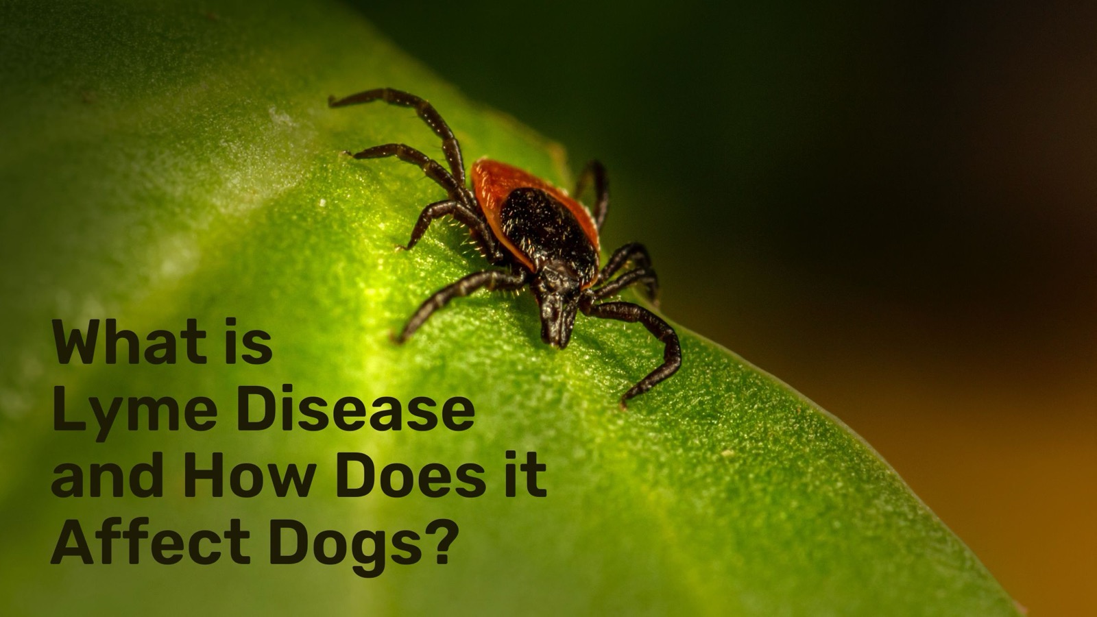 What is Lyme Disease and How Does it Affect Dogs?