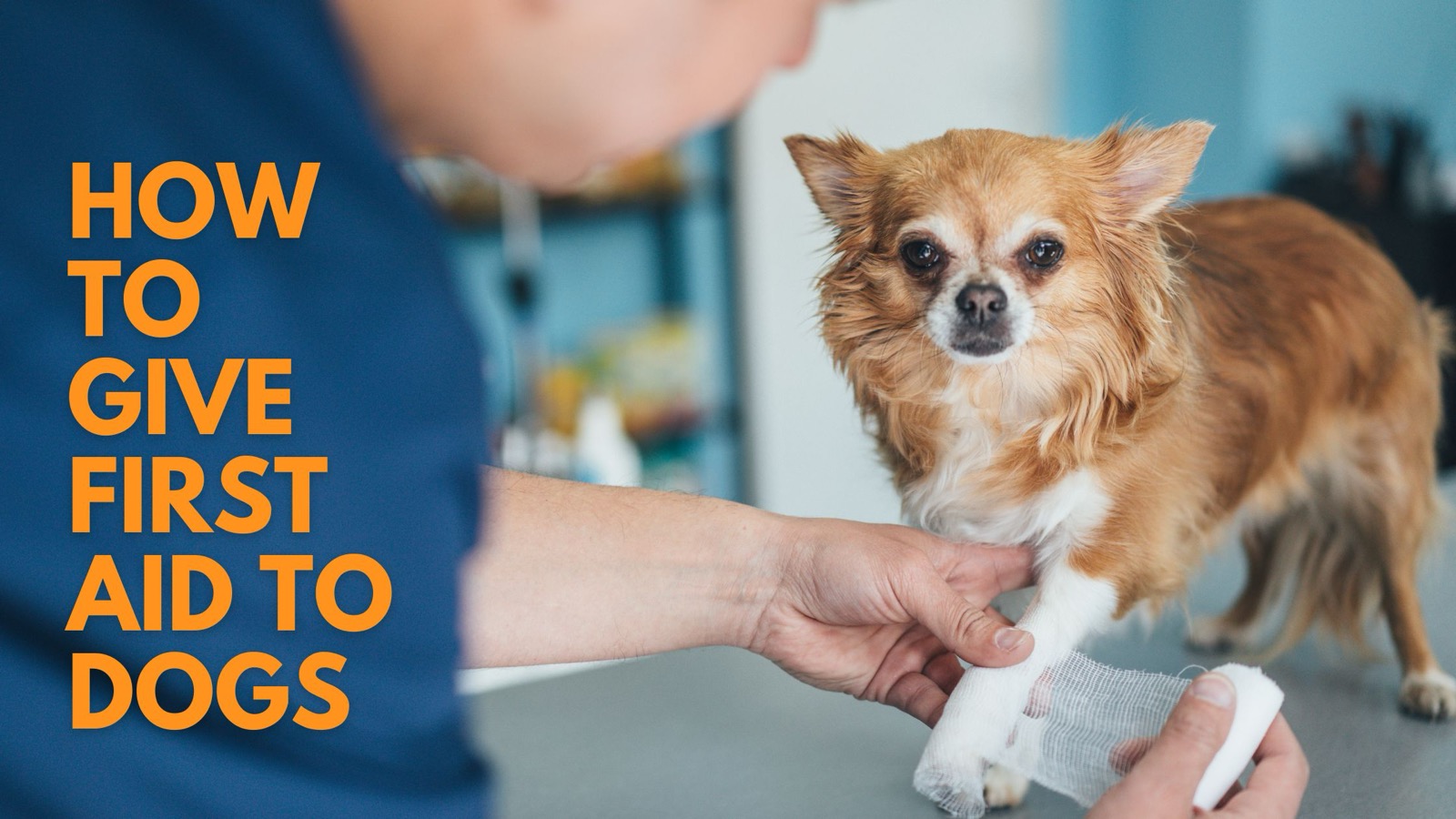 How to Give First Aid to Dogs
