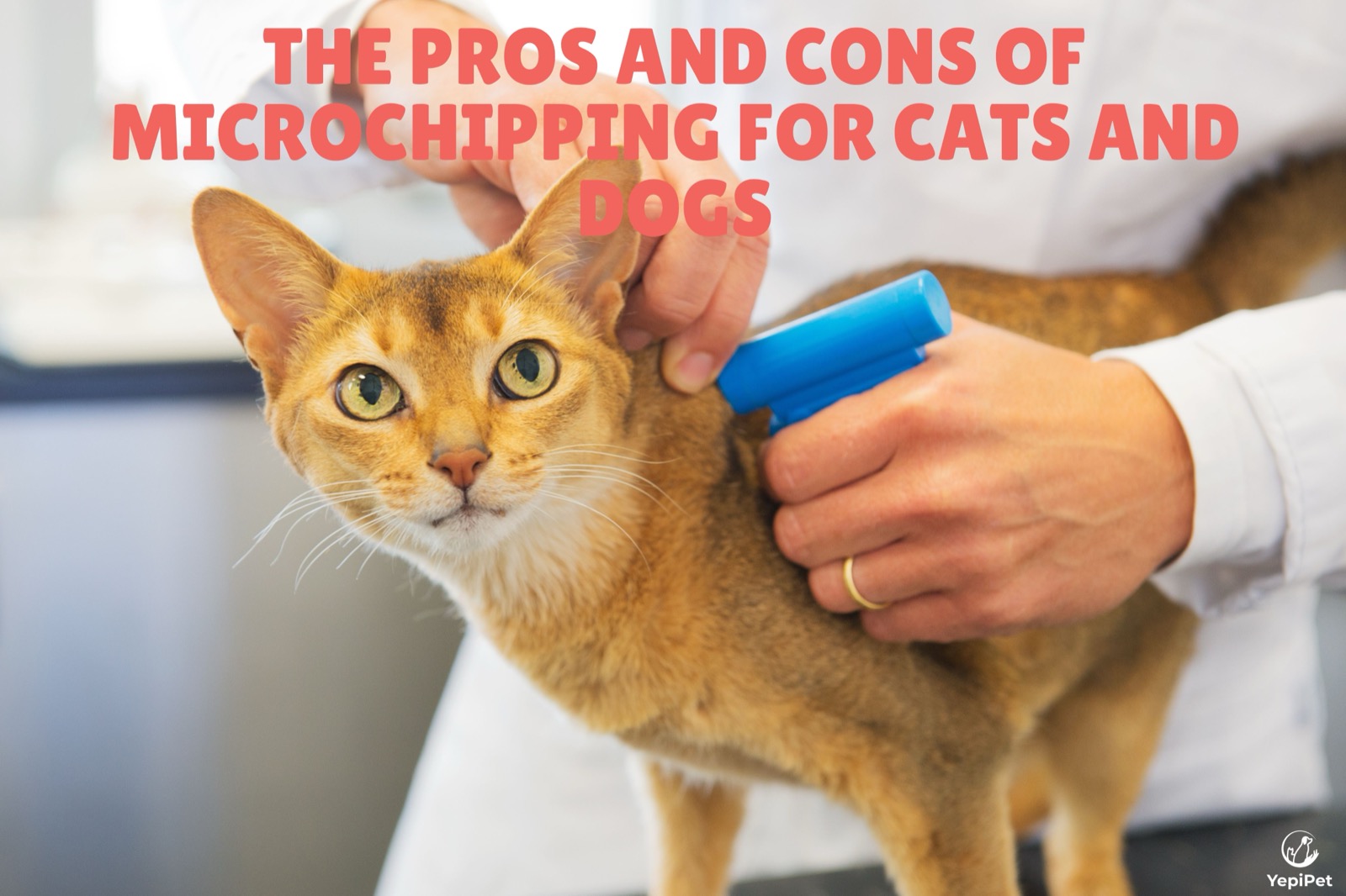 The Pros and Cons of Microchipping for Cats and Dogs