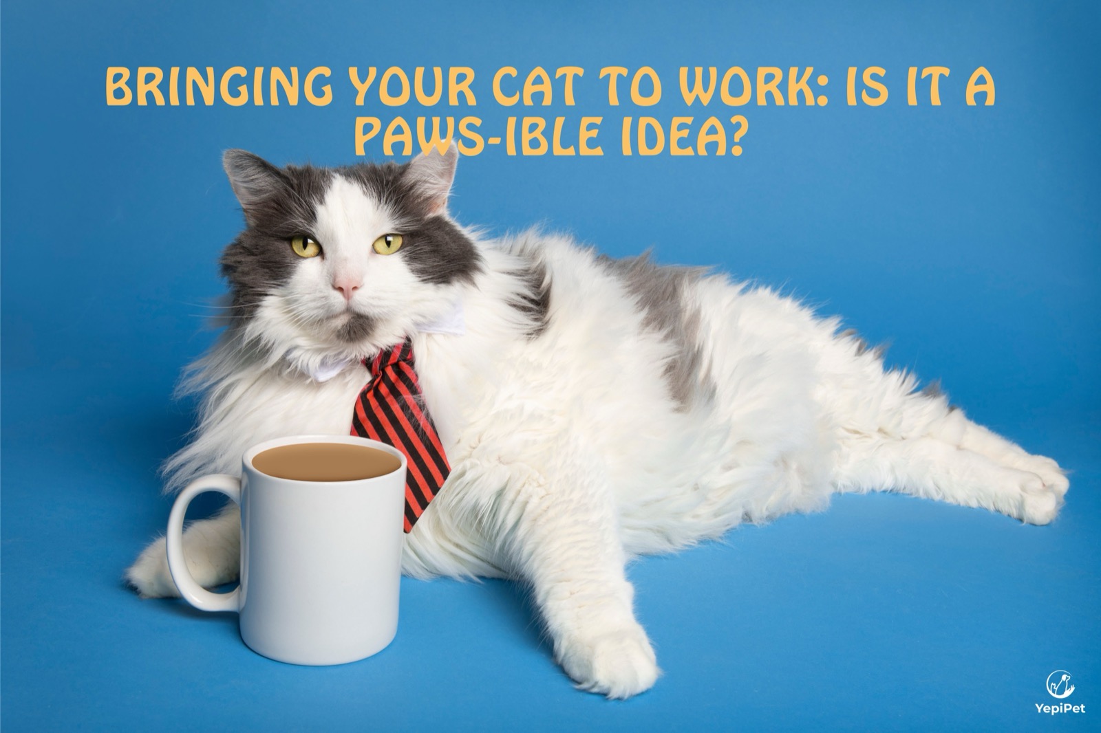 Bringing Your Cat to Work: Is It a Paws-ible Idea?