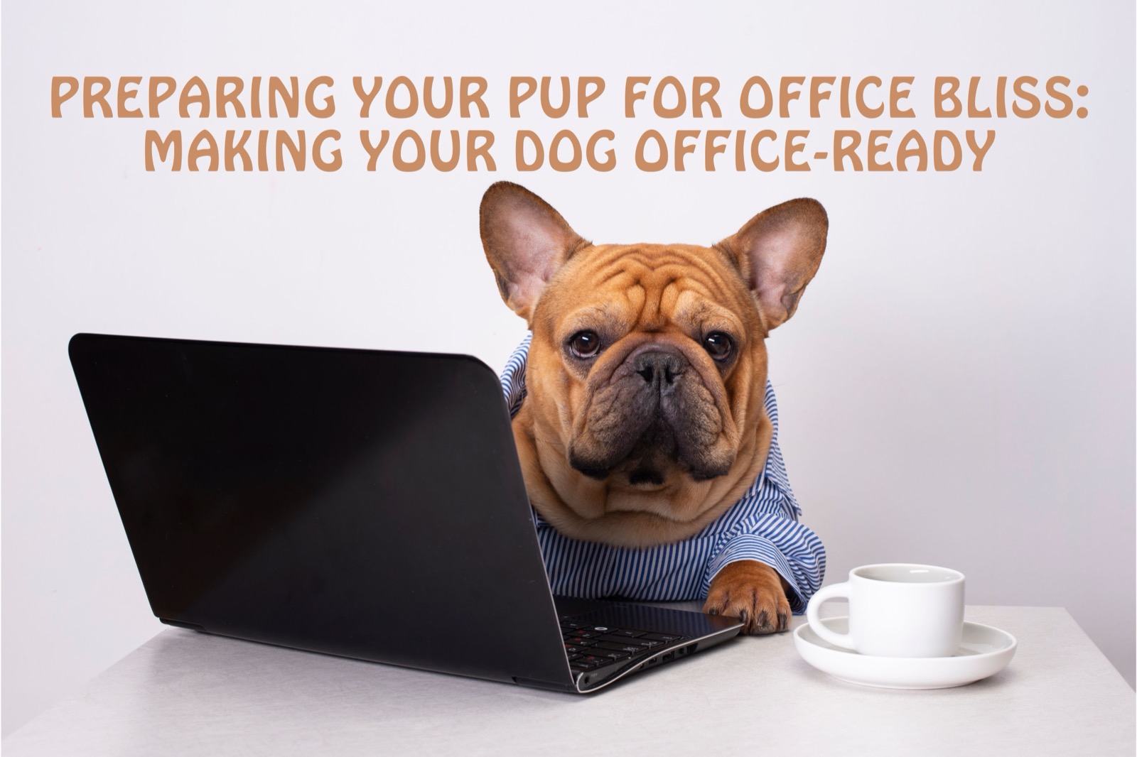 Preparing Your Pup for Office Bliss: Making Your Dog Office-Ready
