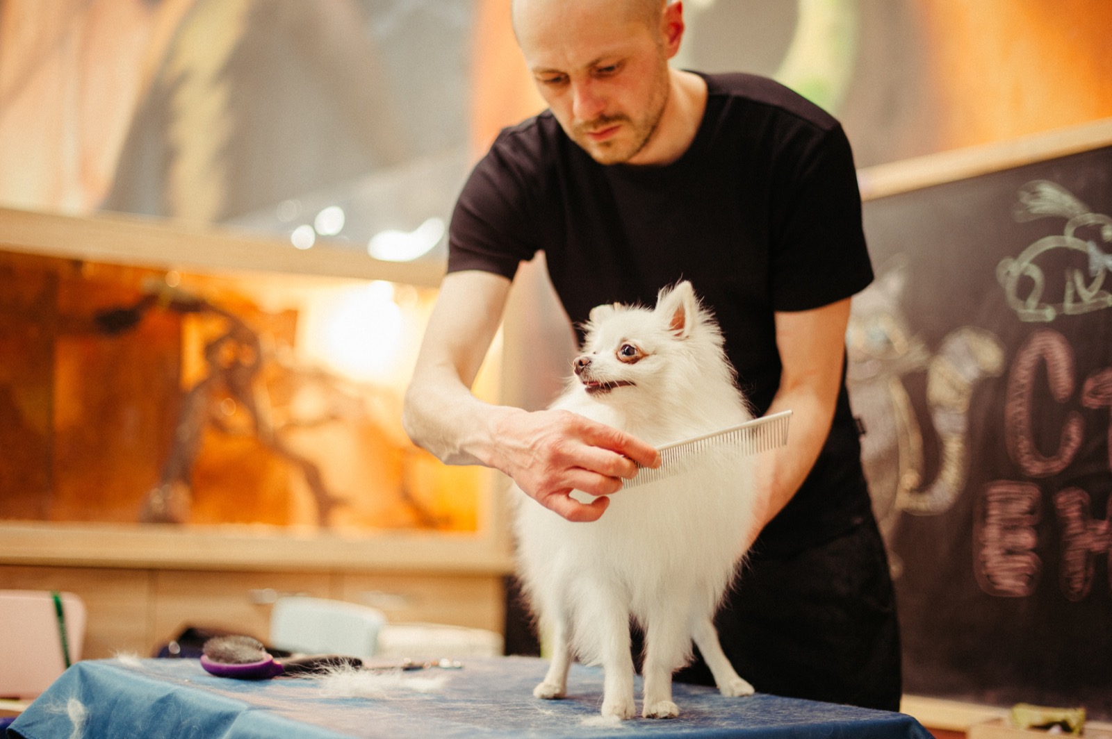 Mastering the Art of Pet Grooming: A Guide to Finding the Perfect Service