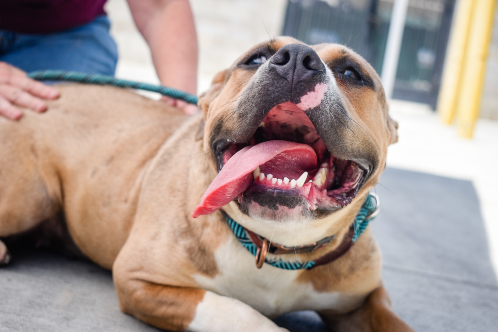 Unleashing Peace of Mind: A Guide to Finding the Perfect Pet Daycare
