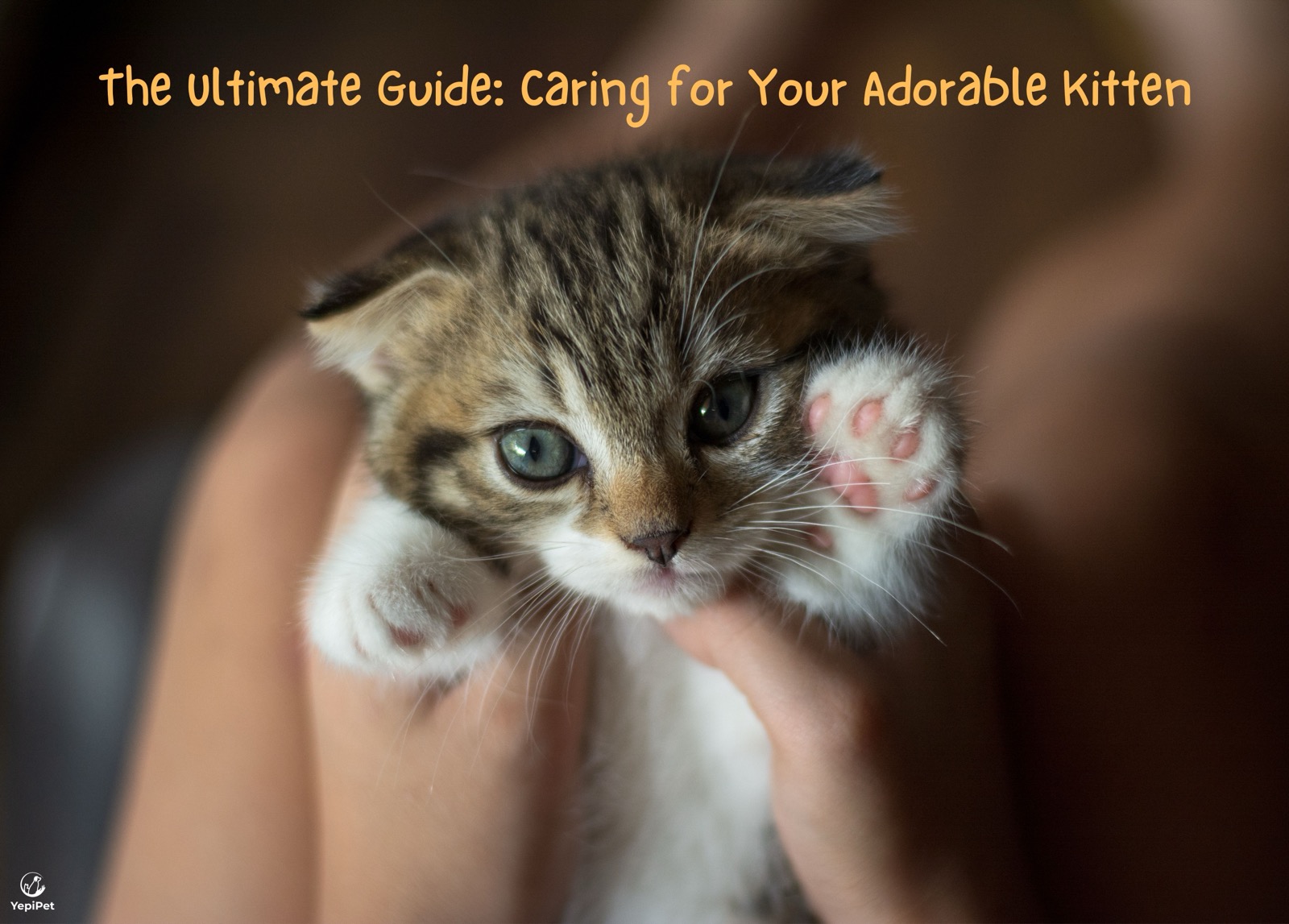 The Ultimate Guide: Caring for Your New Kitten