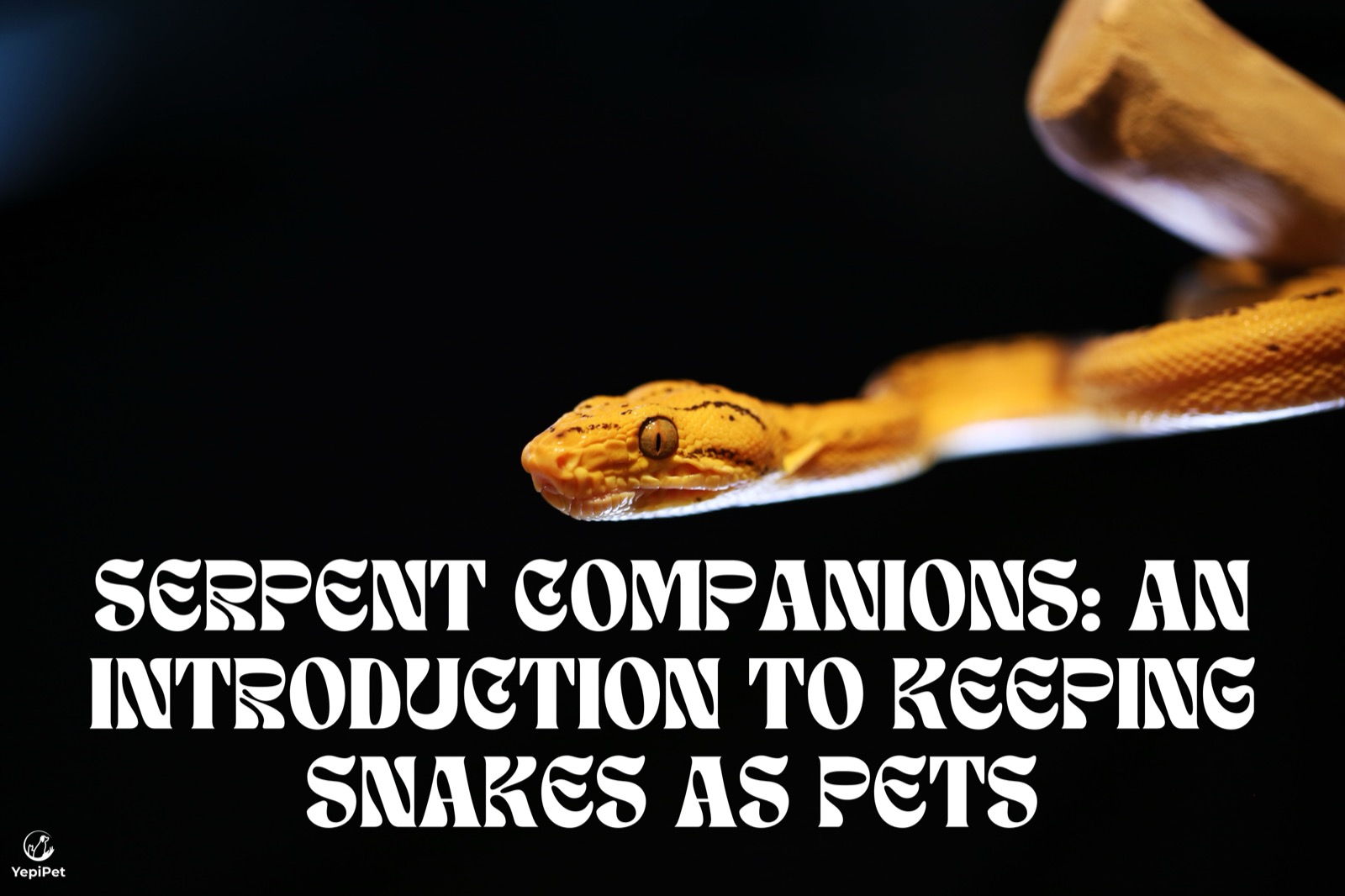 Serpent Companions: An Introduction to Keeping Snakes as Pets