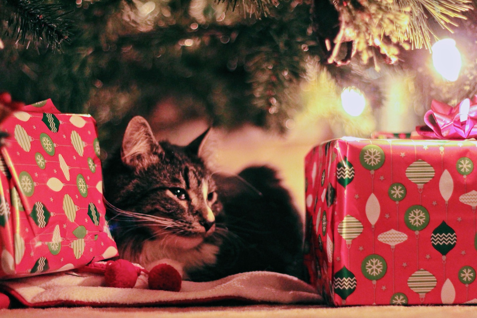 Pet-Friendly Holiday Decorations: Deck the Halls Safely