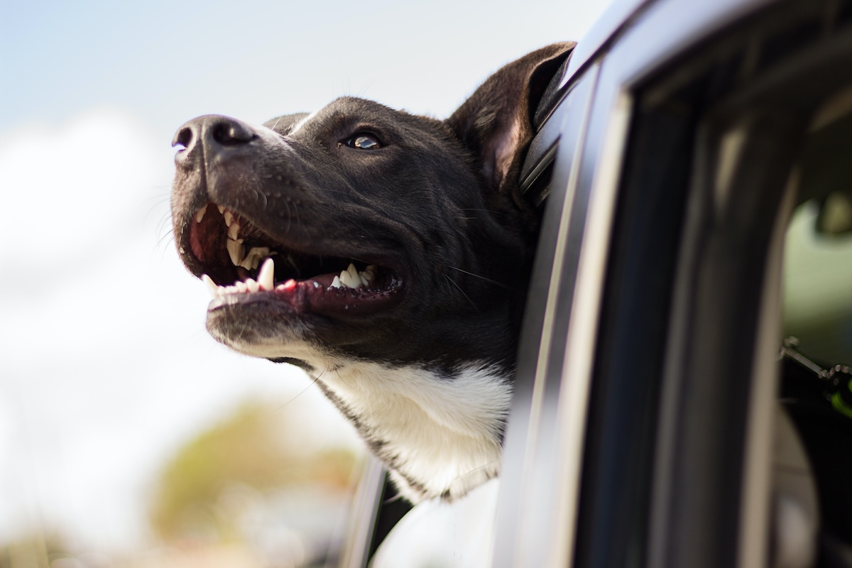 Traveling with Pets During the Holidays: Tips for a Smooth Journey