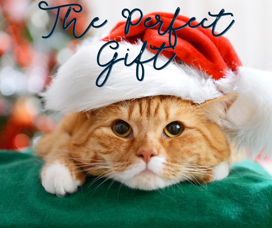 Christmas Feature Pet Story: The Perfect Gift