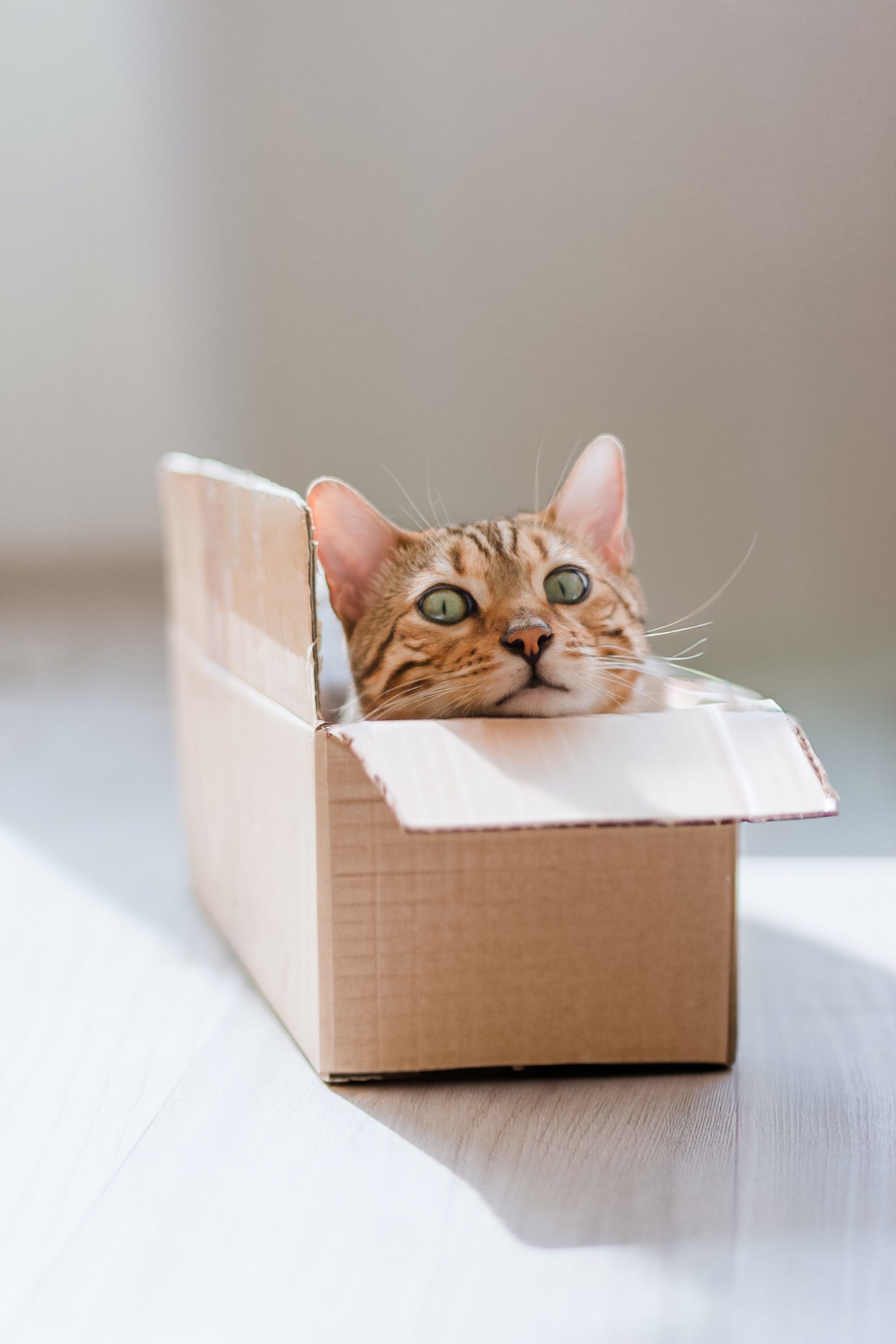 The Curious Case of Cats and Cardboard Boxes