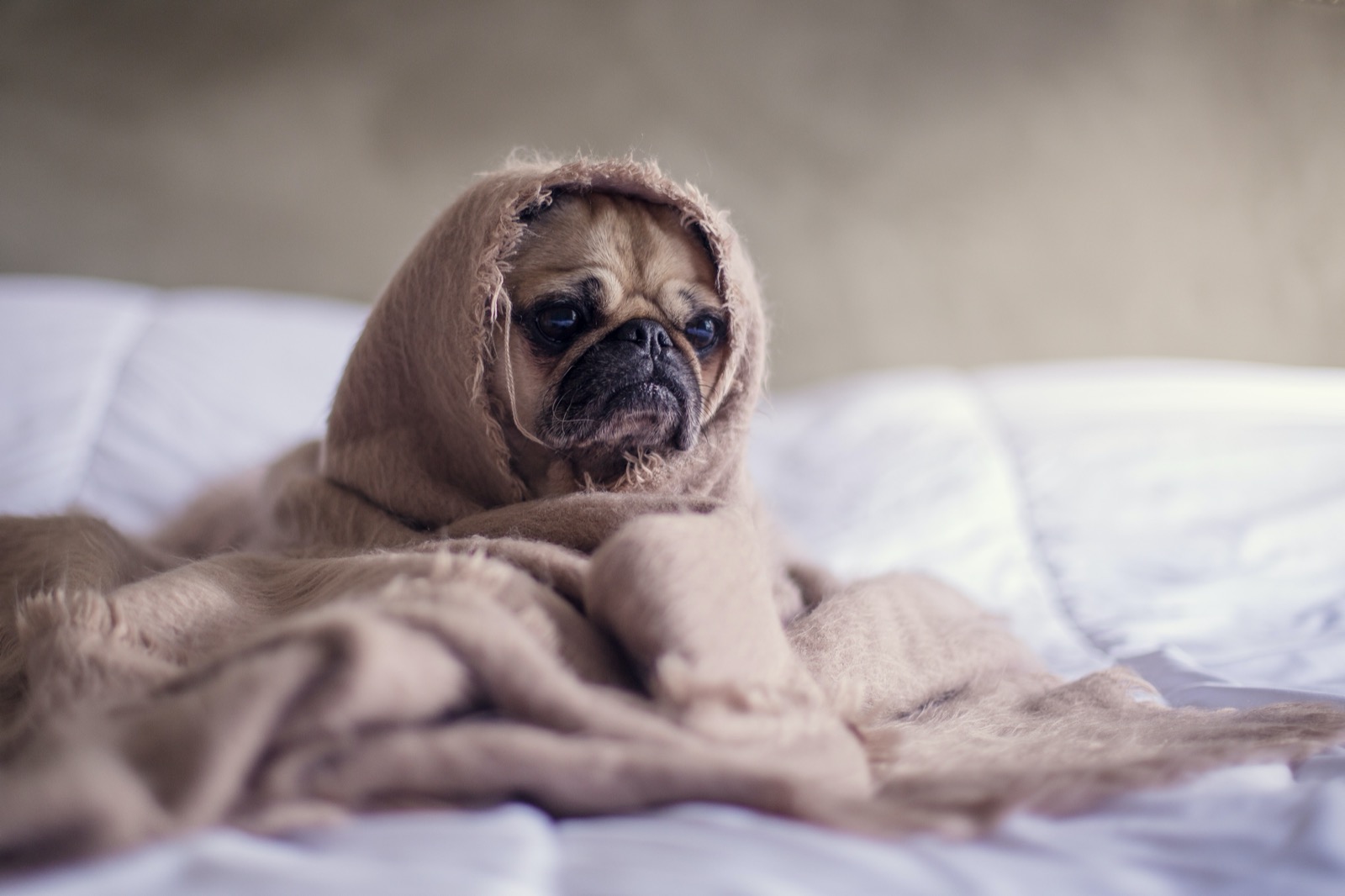 Frigid Temps and Furry Friends: Keeping Pets Cozy This Winter