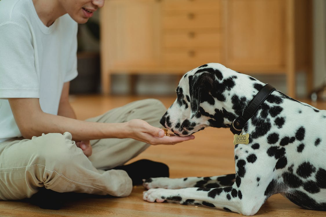 Free A Person Feeding a Dog Stock Photo