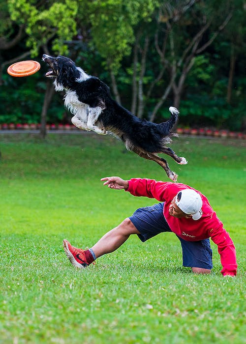 Free A Man Training a Dog while Playing a Frisbee Stock Photo