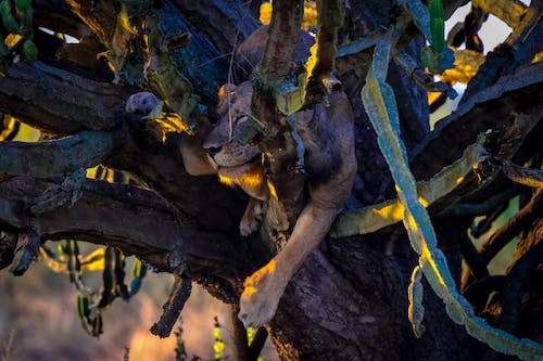 Free Lion sleeping on cactus tree in savannah Stock Photo