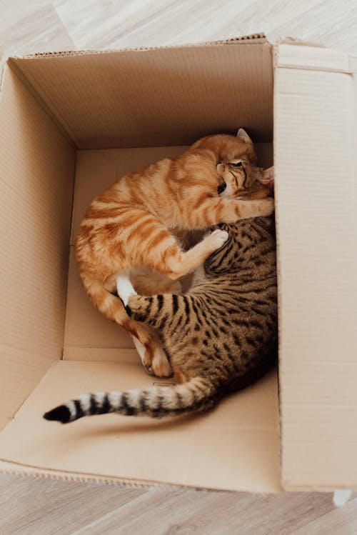 Free An Orange Tabby and Brown Cats in a Cardboard Box Stock Photo
