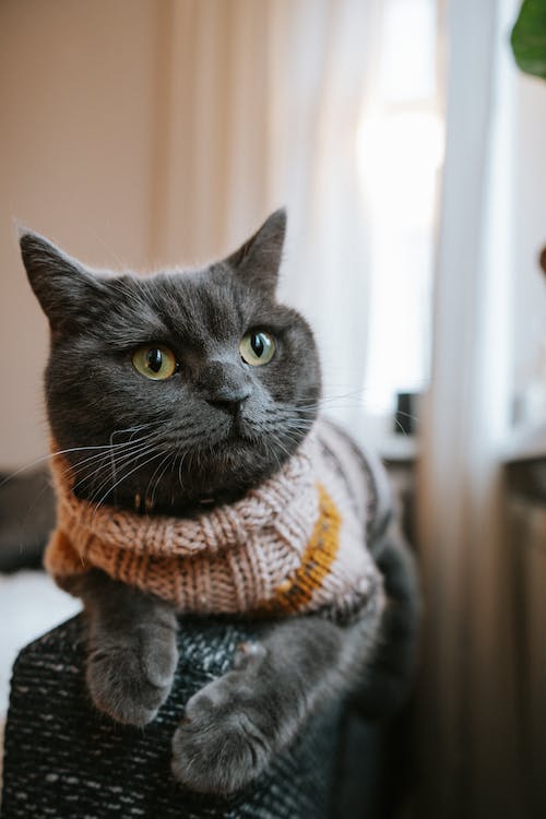 Free British Shorthair Cat Wearing Sweater Stock Photo