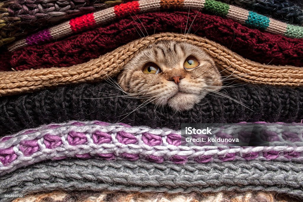 Pile of woolen clothes funny cat is preparing for cold autumn and winter, wrapped up and hide in a pile of woolen clothes at home Domestic Cat Stock Photo