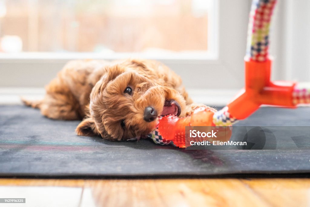 Puppy Chewing on Toy A cute little puppy is playing and chewing on a toy Pet Toy Stock Photo