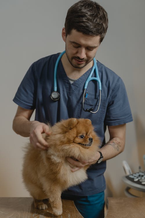 Free A Veterinarian Holding a Pomeranian Stock Photo
