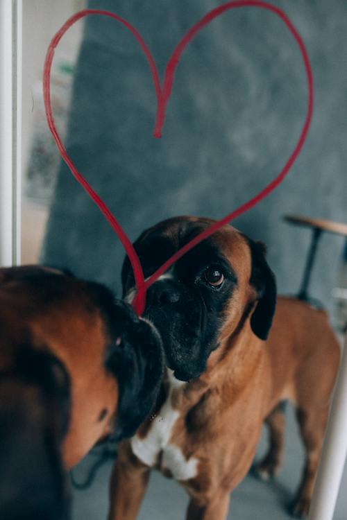 Free Brown and Black Short Coated Dog Standing in Front of a Mirror Stock Photo
