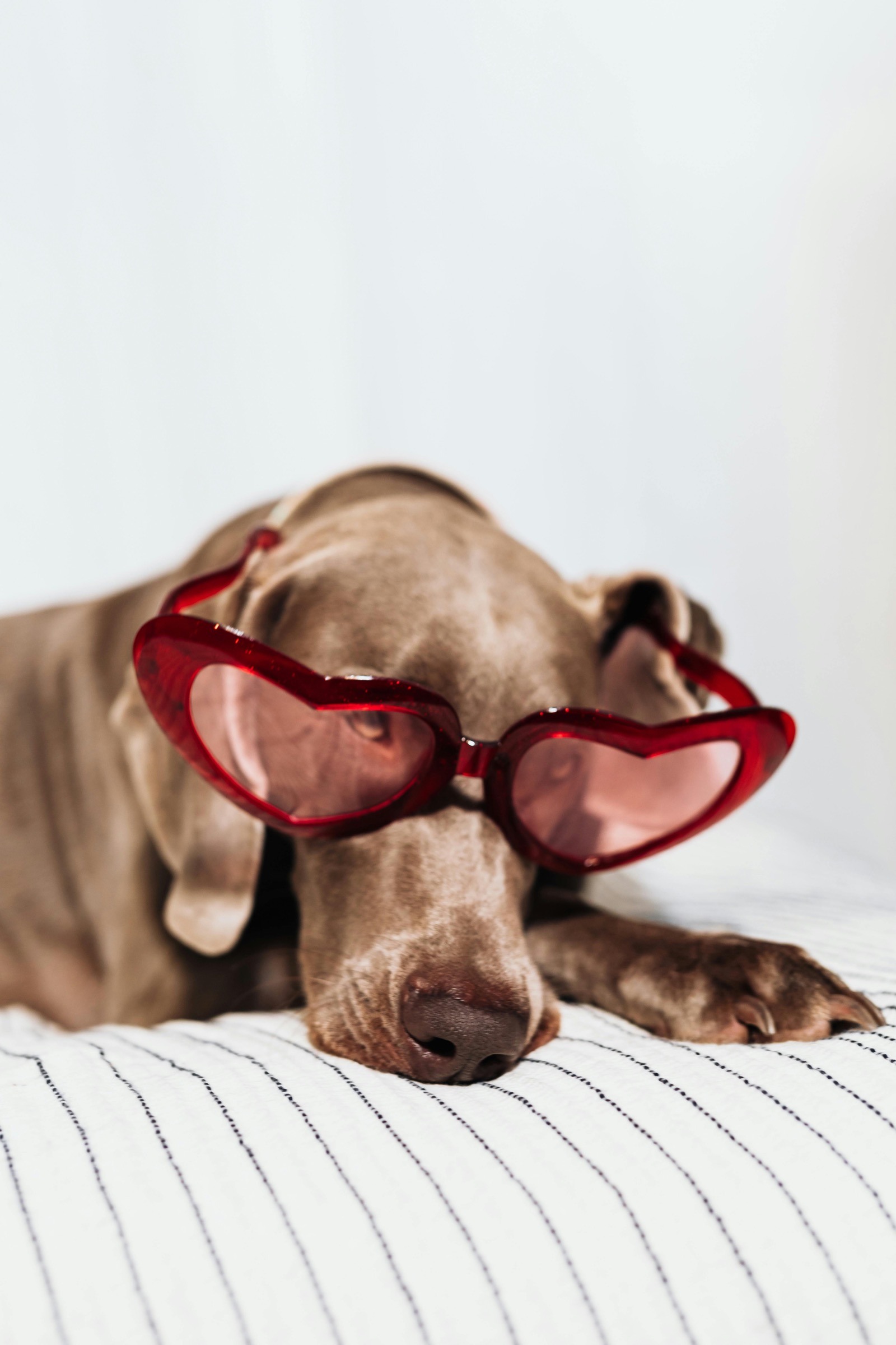 Support Your Pet's Heart Health This February and Always