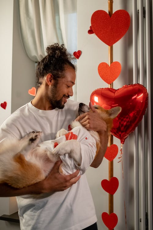 Free Man Holding Corgi on Valentines Day Stock Photo
