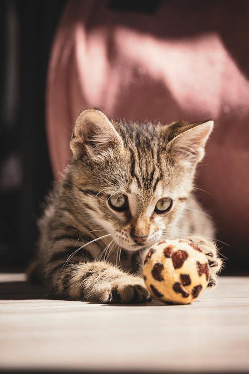Free A Tabby Cat Playing with a Ball Stock Photo