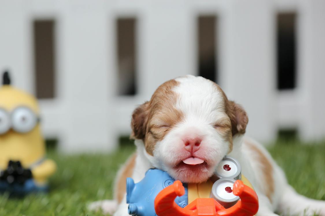 Free White and Brown Shih Tzu Mix Puppy With Minion Toy on Green Grass Stock Photo