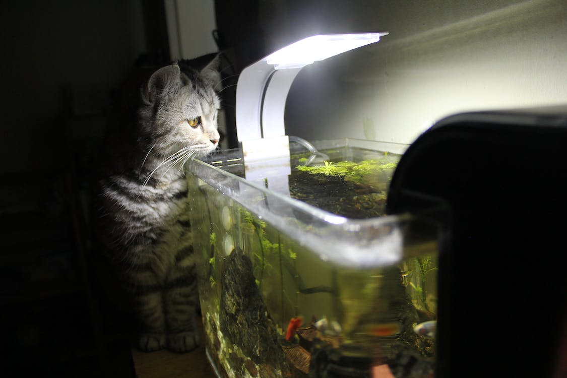 Free Cat near Aquarium Stock Photo