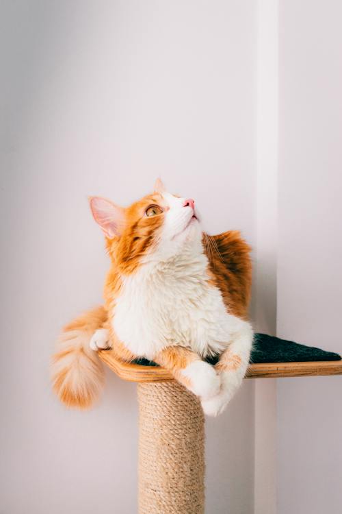Free White and Ginger Cat Sitting on Tower Stock Photo