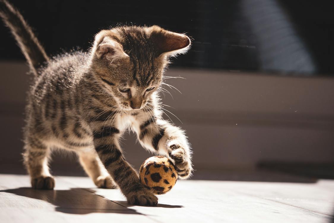 Free A Tabby Cat Playing with a Ball Stock Photo