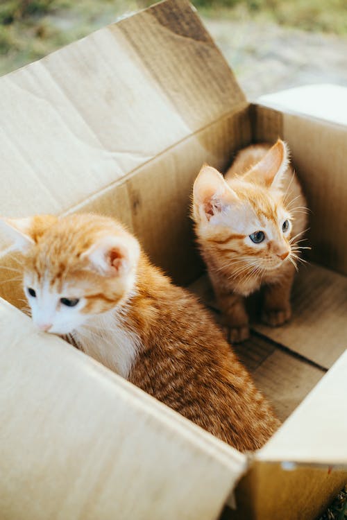 Free Two Curious Kittens in a Cardboard Box Stock Photo