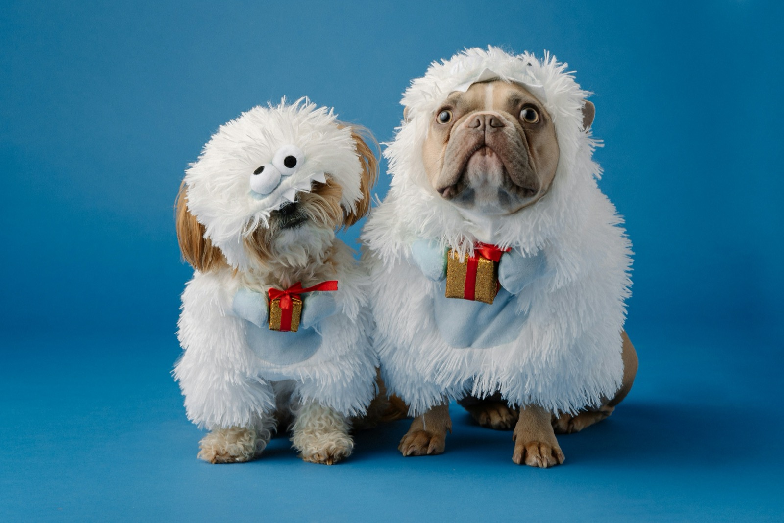 April Fools day:  Top Jokes about Dogs and Cats