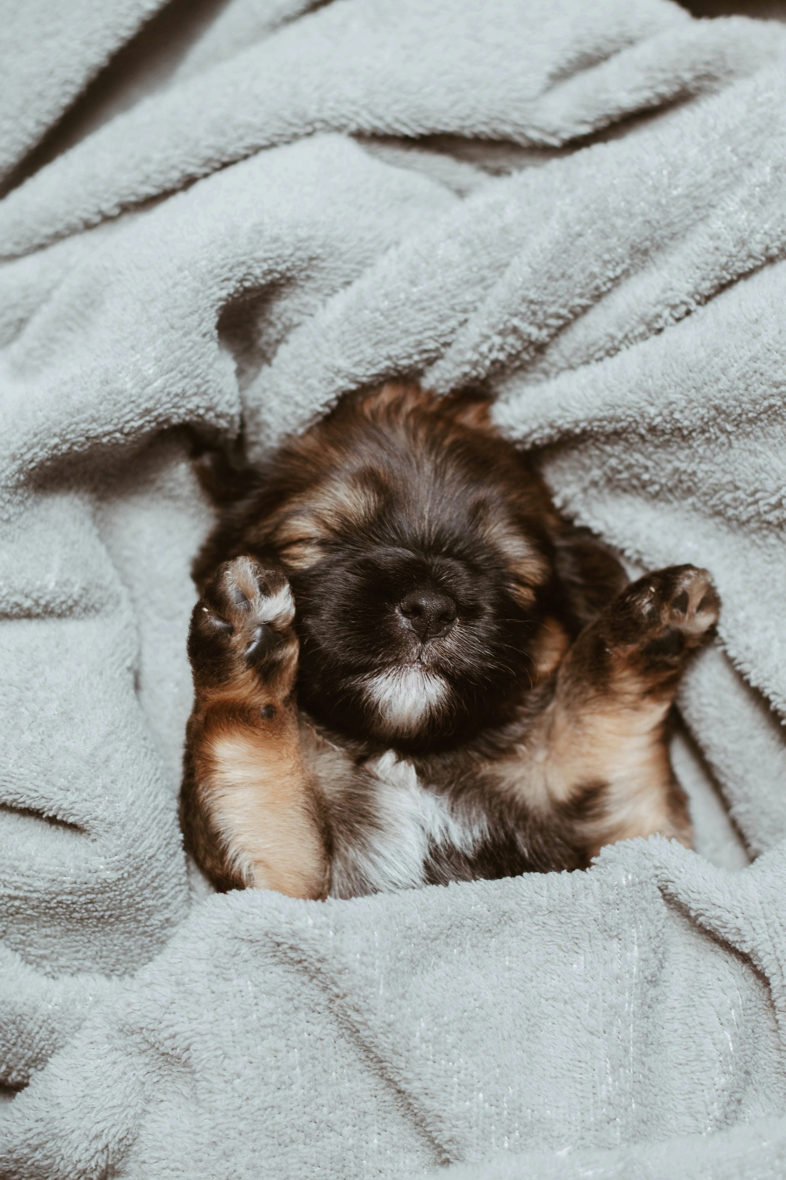 Adventures in Doggie Dreamland: What My Canine's Snoozes Look Like
