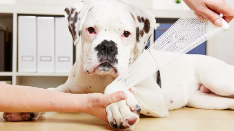Pet First Aid Awareness Month: Be Your Dog's Hero: Mastering Dog First Aid Like a Pro!