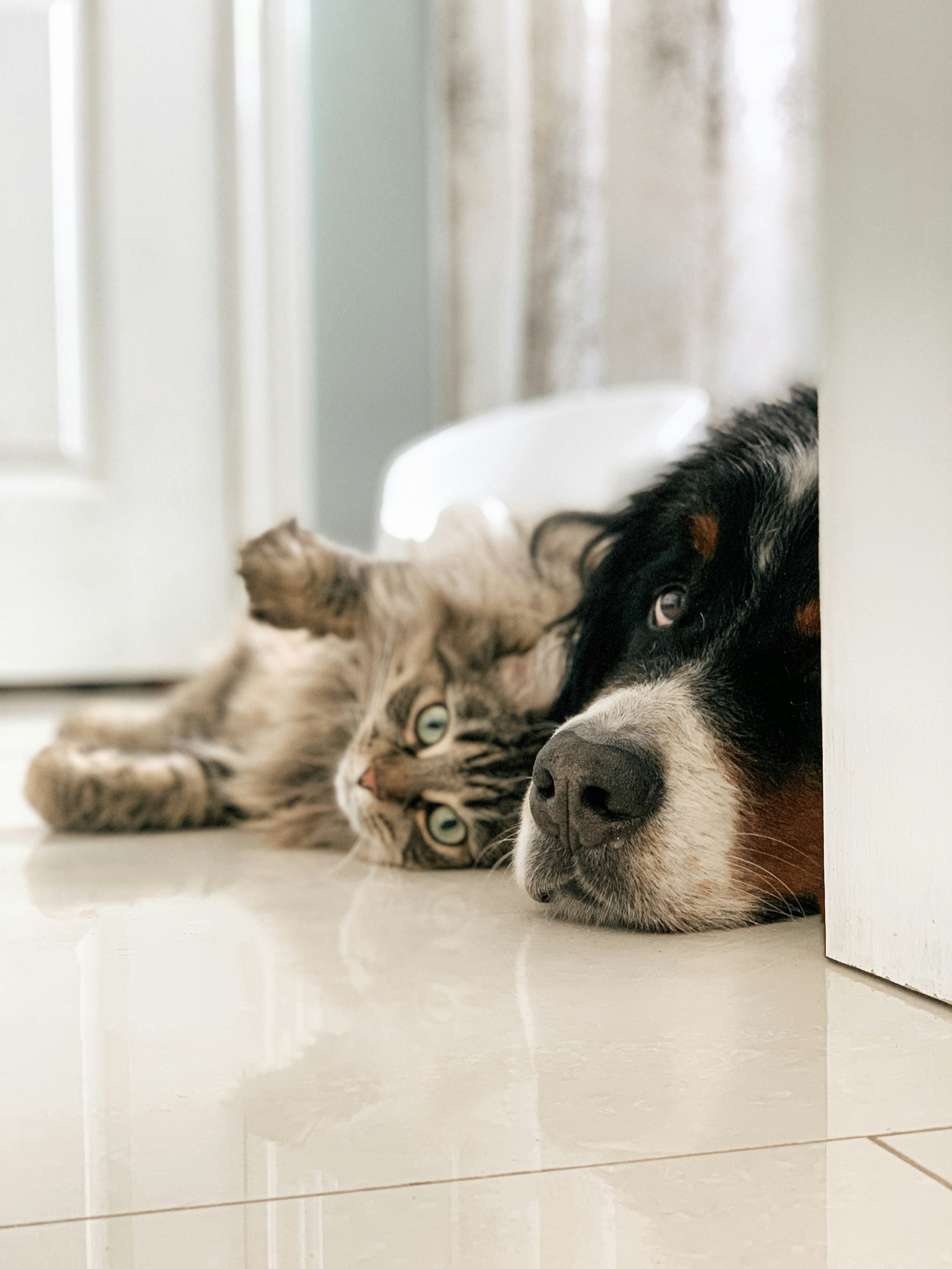 Keeping Your Furry Pal Safe: A Guide to Preventing Heartworms in Dogs